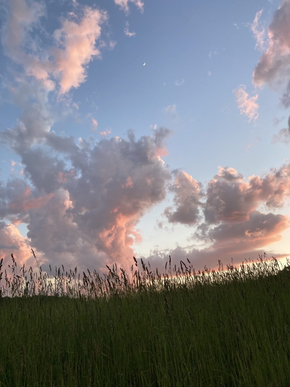 Cover crop and sky